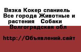 Вязка Кокер спаниель - Все города Животные и растения » Собаки   . Волгоградская обл.